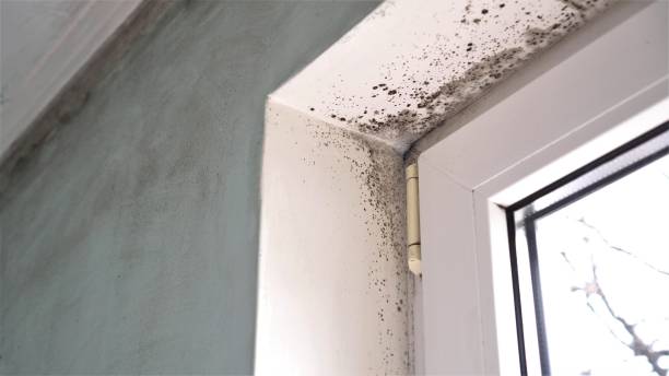 Best Residential Mold Removal  in Mountville, PA