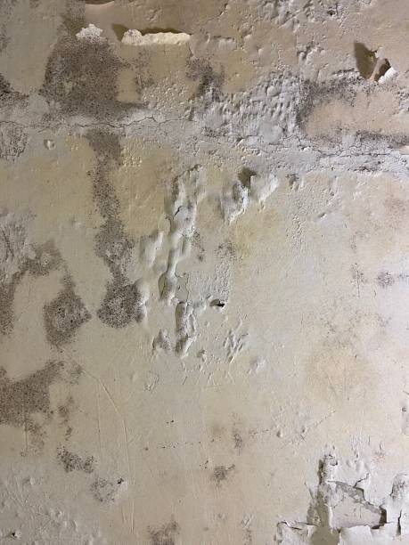 Best Attic Mold Removal  in Mountville, PA