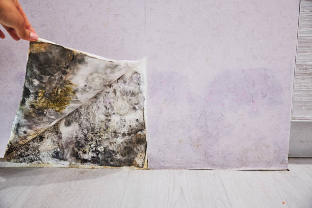 Best Home Mold Removal  in Mountville, PA